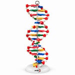 DNA Model